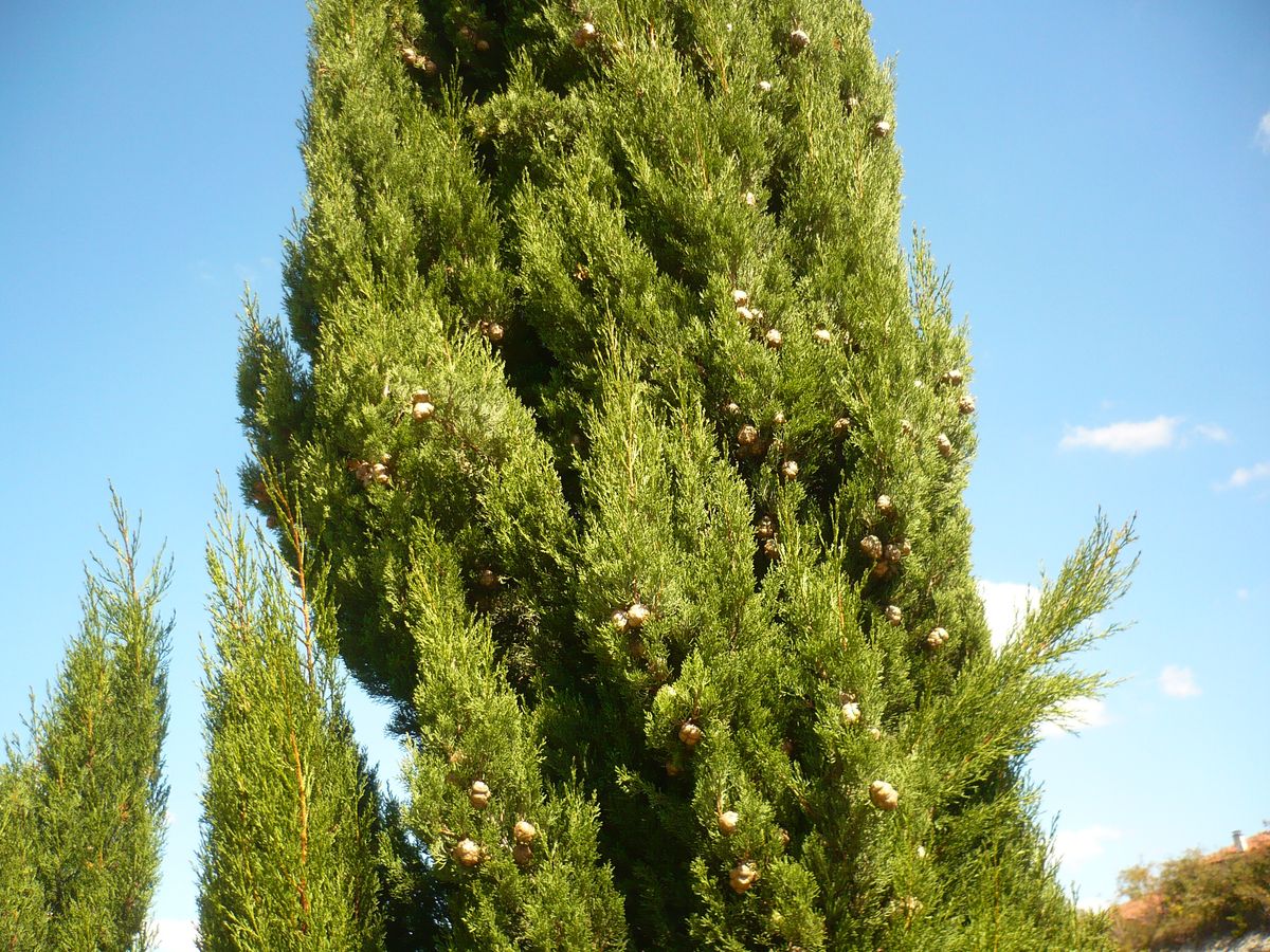 Cupressus sempervirens (Cupressaceae)